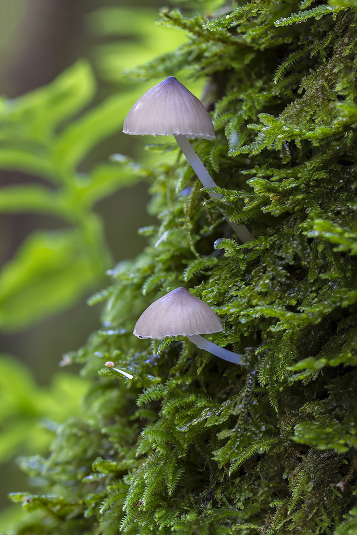 Juan Manuel carrasco chac&oacute;n - #ConcursoNoviembreMicologia