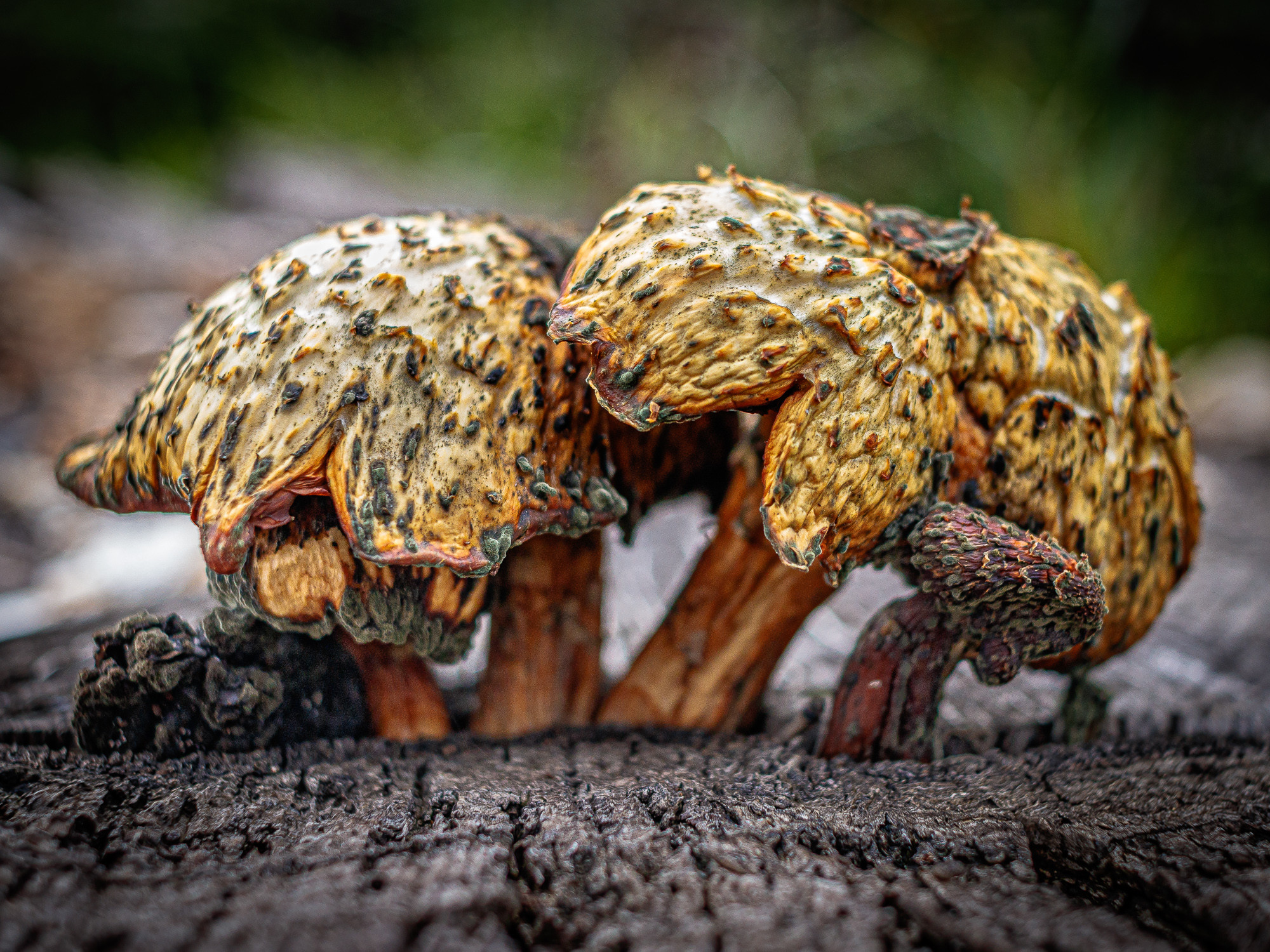 Manuel Ignacio Torres Lima - SetasNovManuelTorres-1