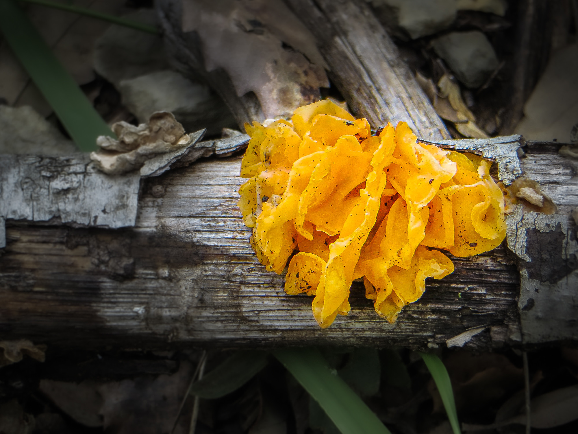 Manuel Ignacio Torres Lima - SetasNovManuelTorres-2