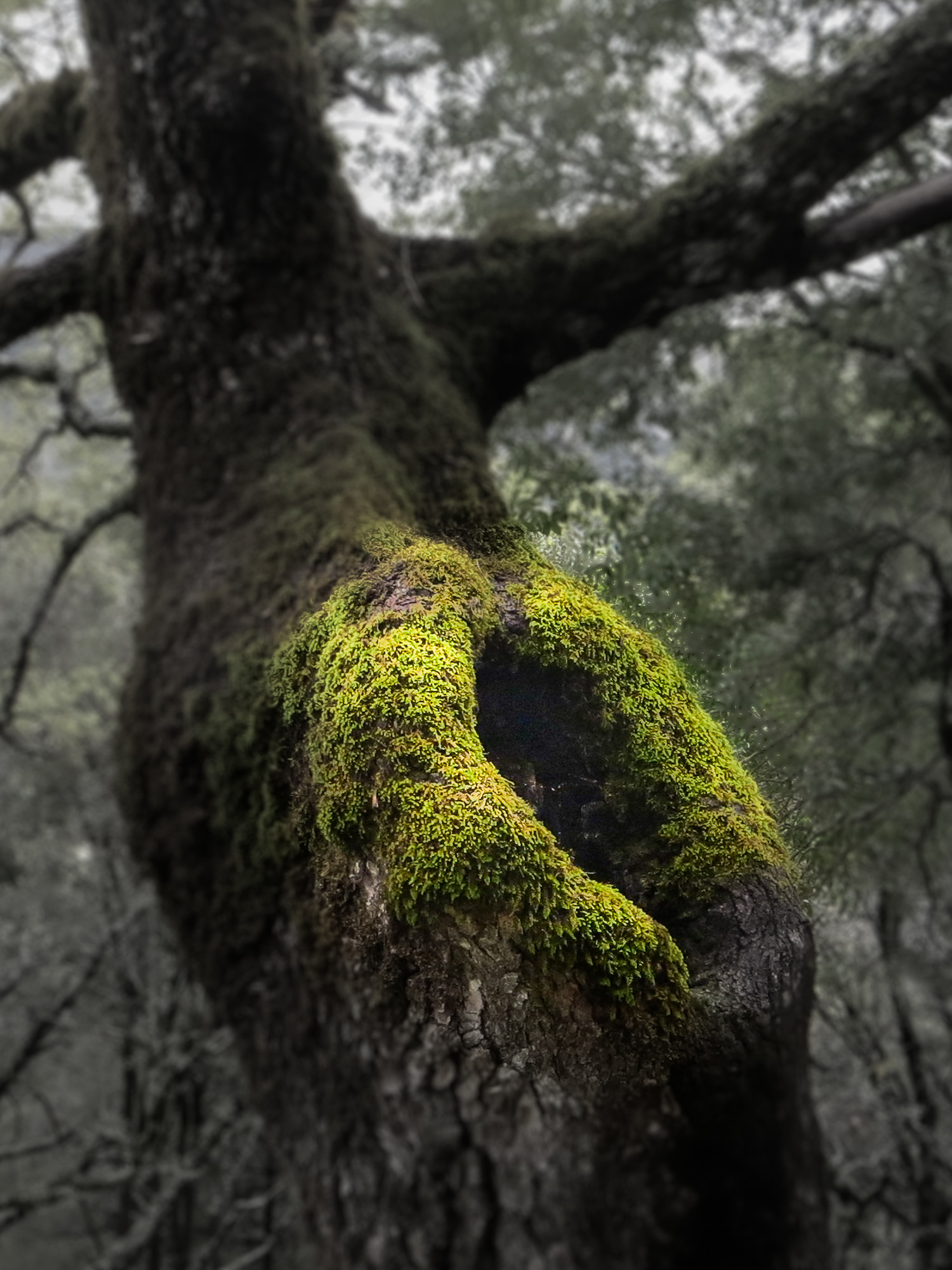 Manuel Ignacio Torres Lima - SetasNovManuelTorres-3