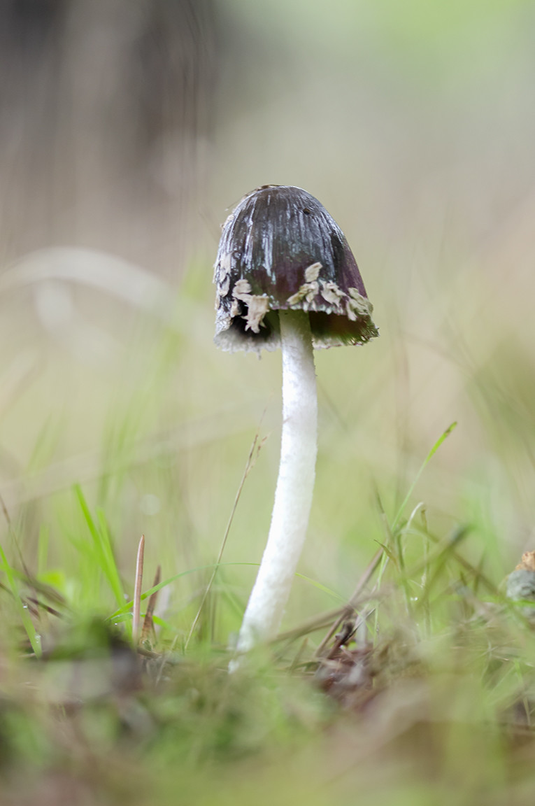 Manuel Su&aacute;rez-concursonoviembre 4