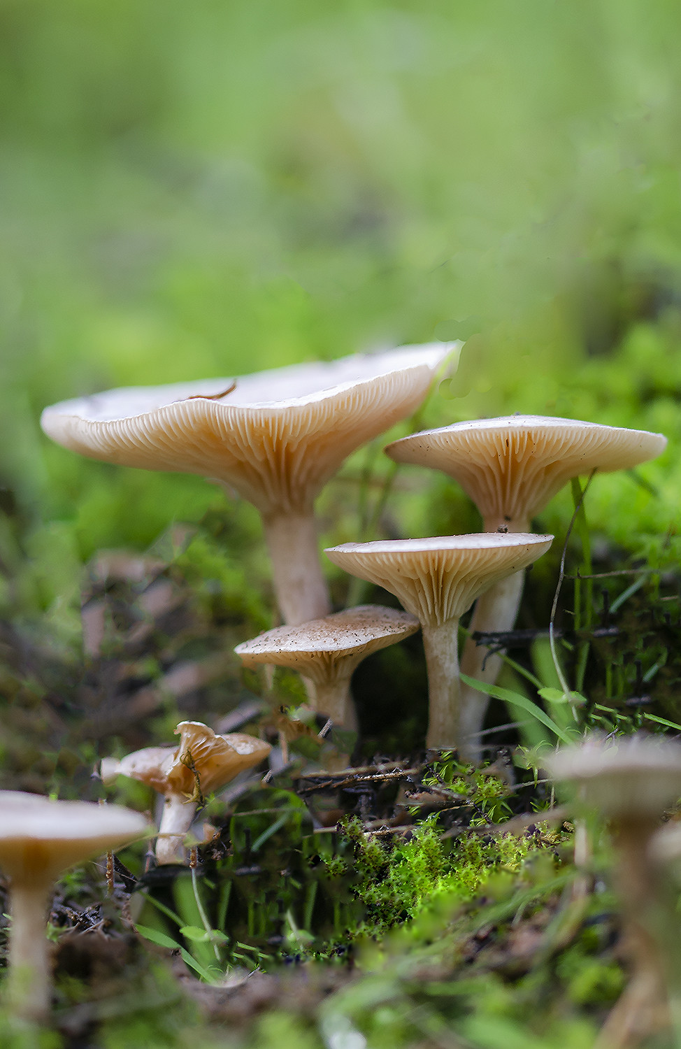 Manuel Su&aacute;rez-concursonoviembre