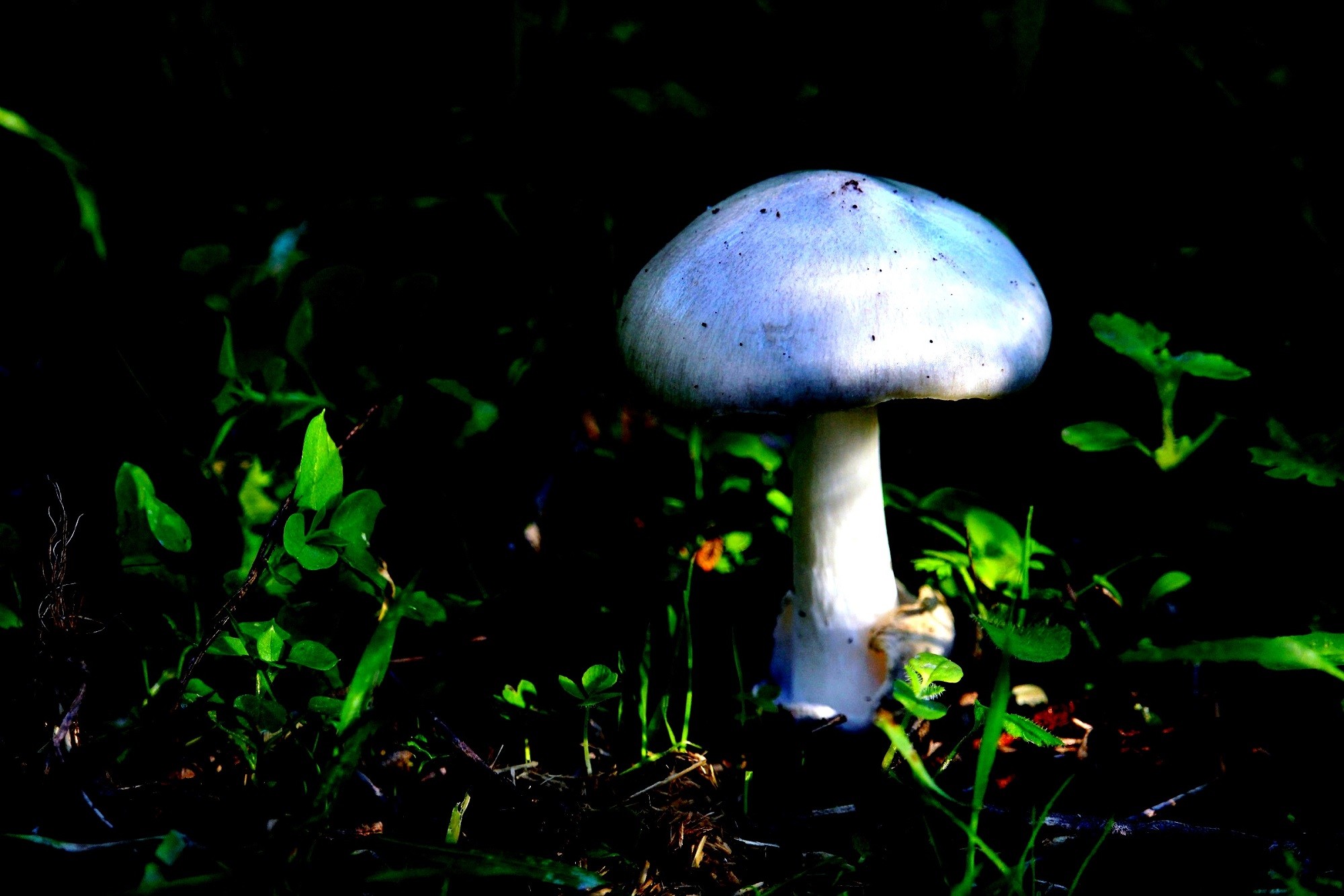 Mariano Maeztu - #Concurso_Nov_Micolog&iacute;a_Mariano_ Maeztu_1