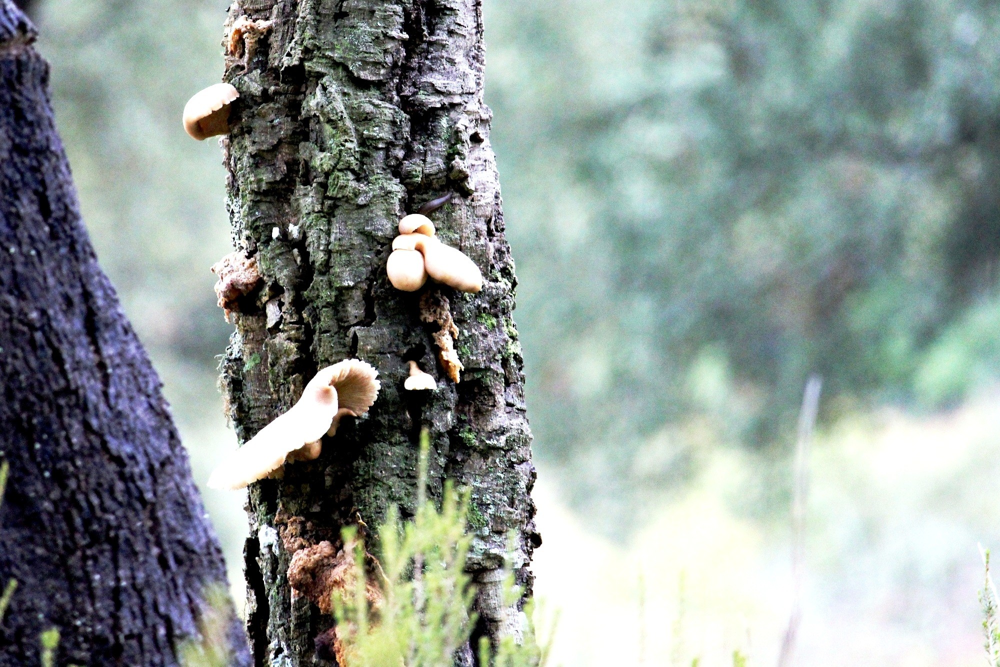 Mariano Maeztu - #Concurso_Nov_Micolog&iacute;a_Mariano_ Maeztu_2