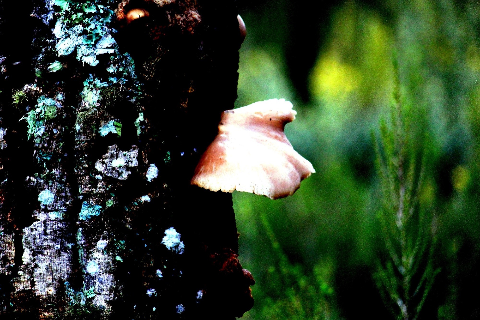 Mariano Maeztu - #Concurso_Nov_Micolog&iacute;a_Mariano_ Maeztu_3