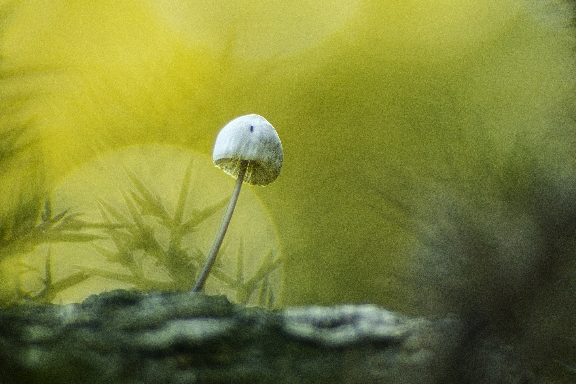 Mercedes Cuesta Mateo - MercedesCuesta_Noviembre_Micologia