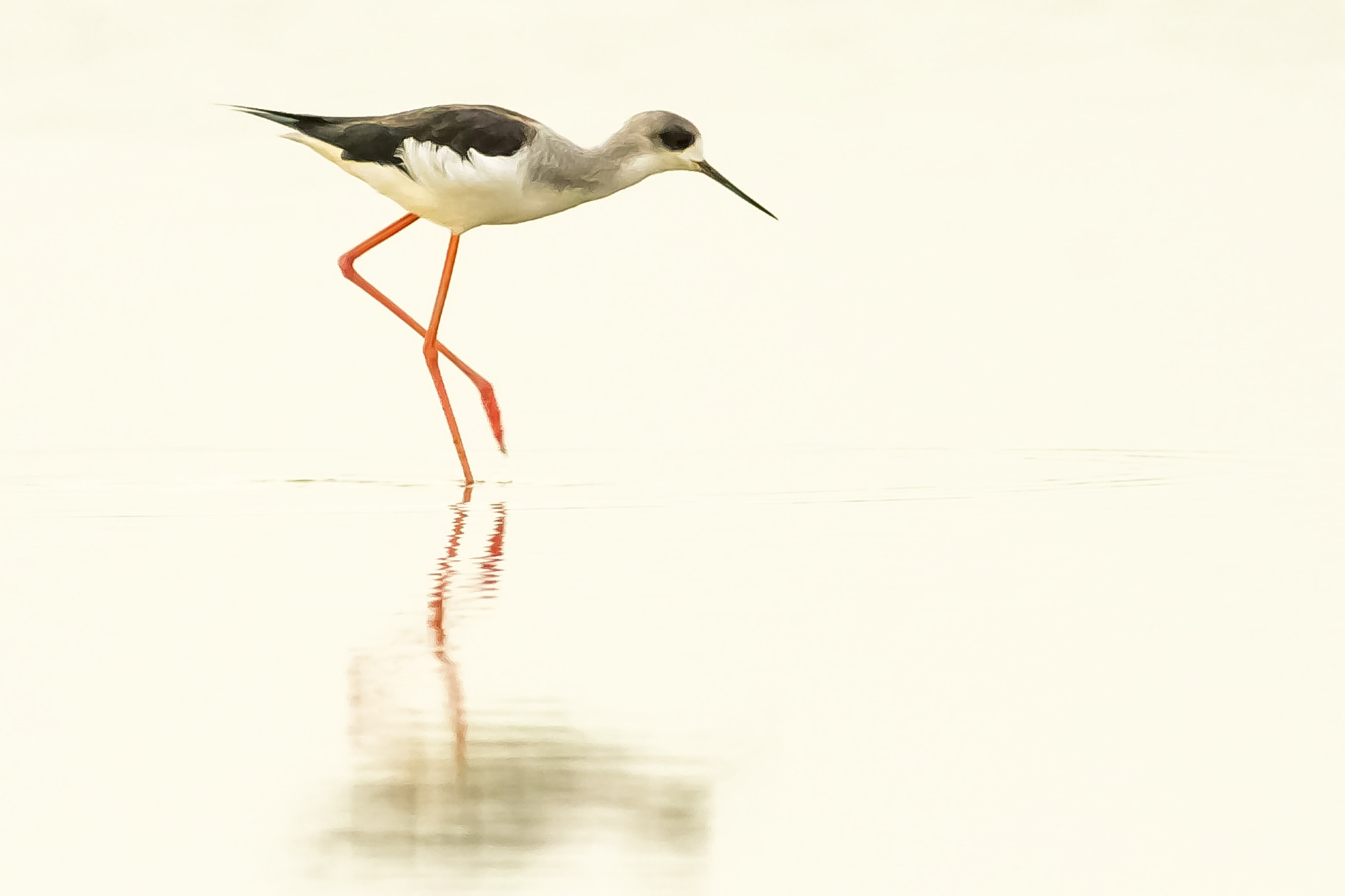 Antonio Gallardo - AntonioGallardo_ConcursoDiciembreLimicolas 1