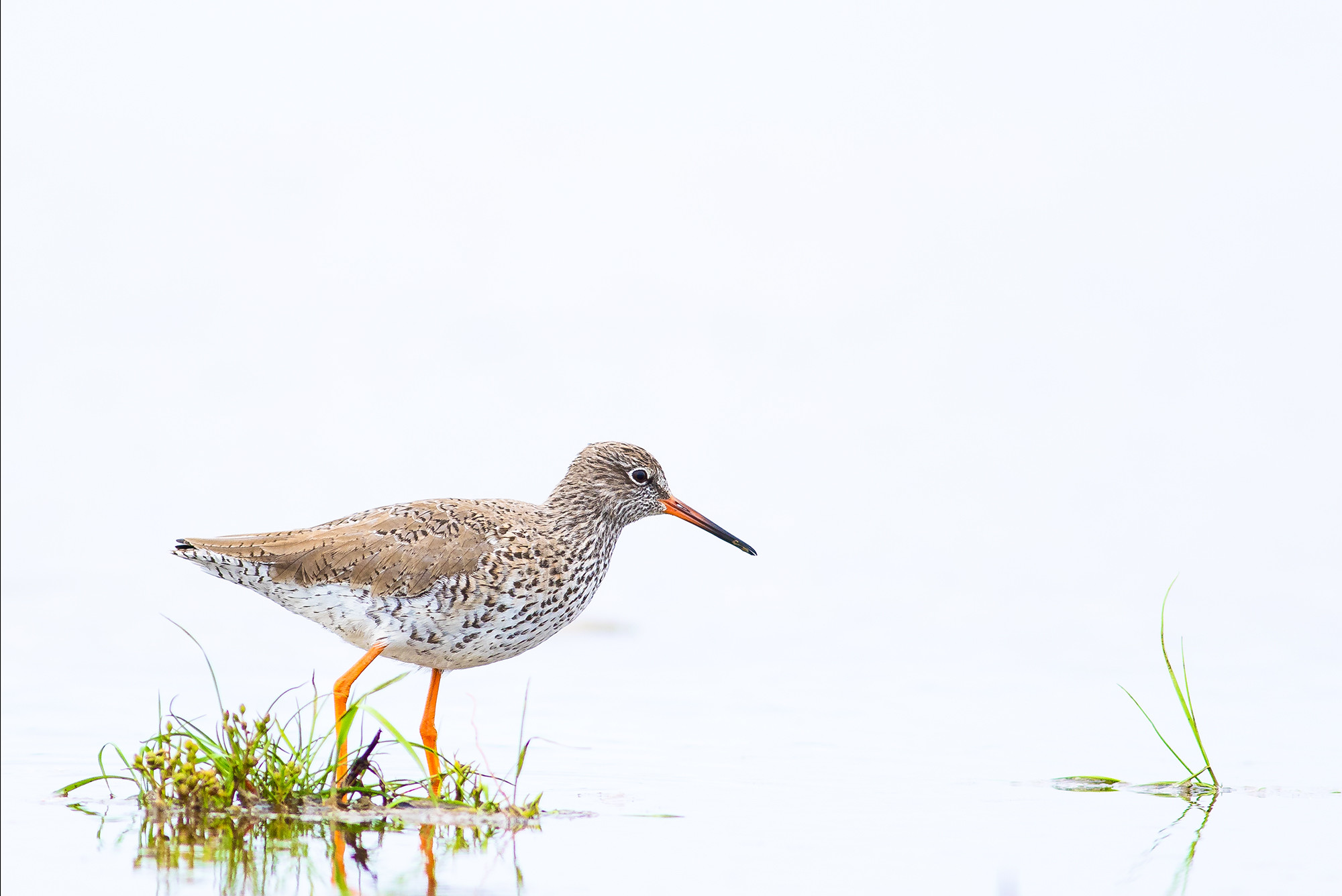 Antonio Gallardo - AntonioGallardo_ConcursoDiciembreLimicolas 2
