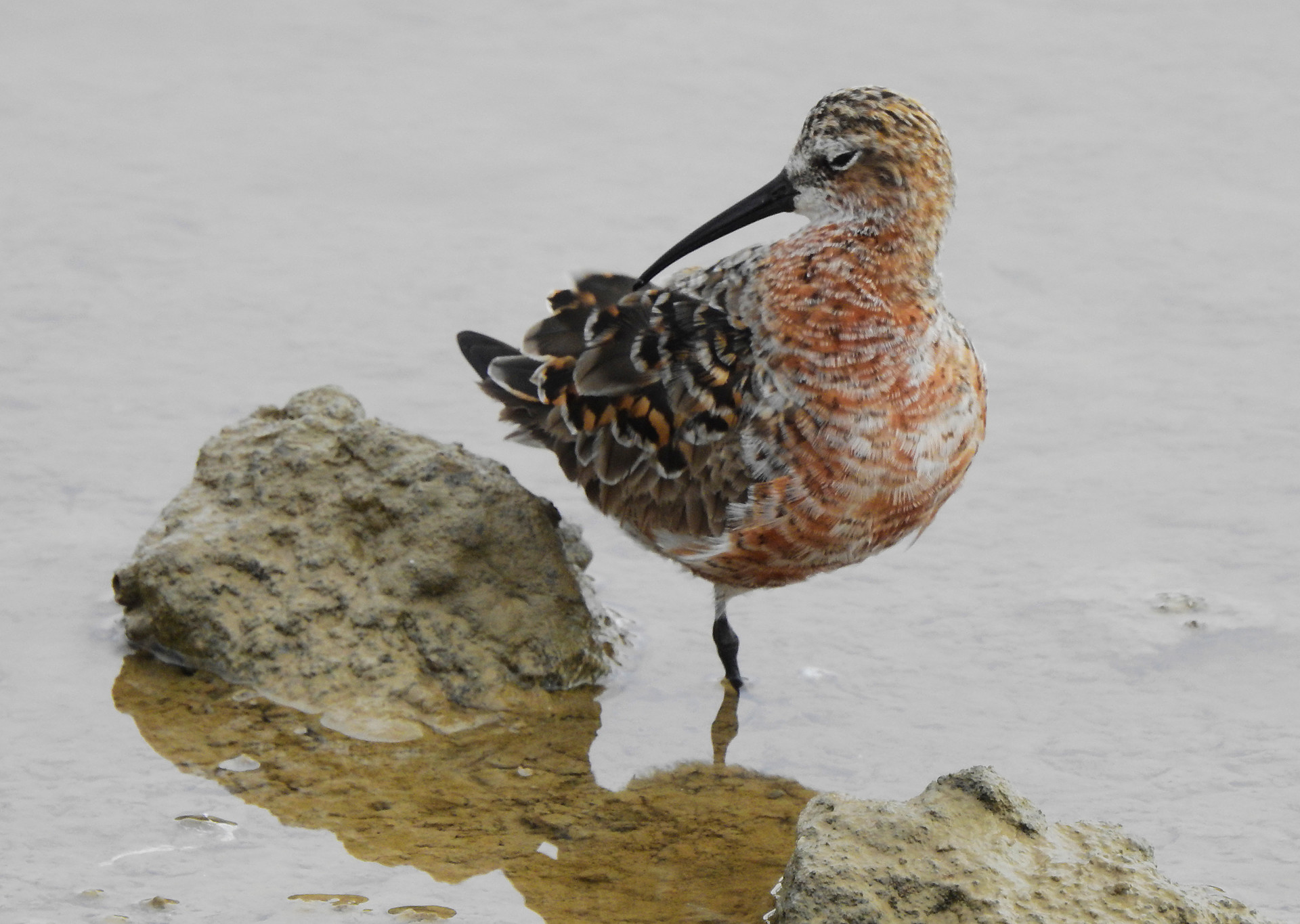 Jos&eacute;  Soria Luna - PepeSoria-Diciembre-Aveslimicolas 2