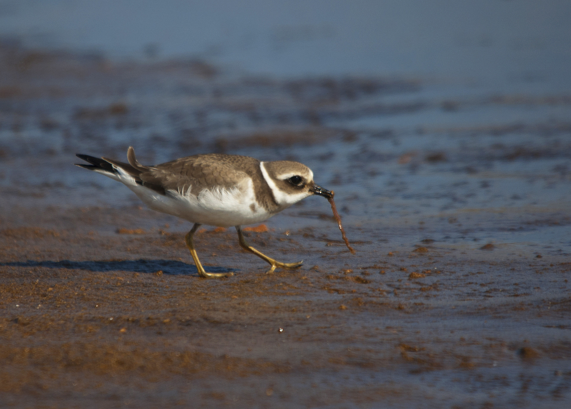 Jos&eacute;  Soria Luna - PepeSoria-Diciembre-Aveslimicolas 3