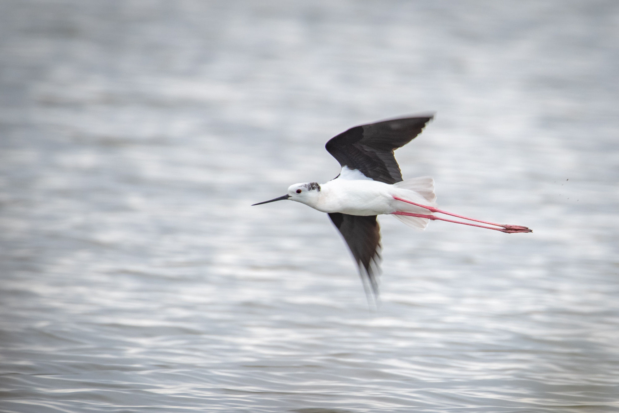 Juan Manuel Rosa Padilla - Juan Manuel Rosa_limicolas_2