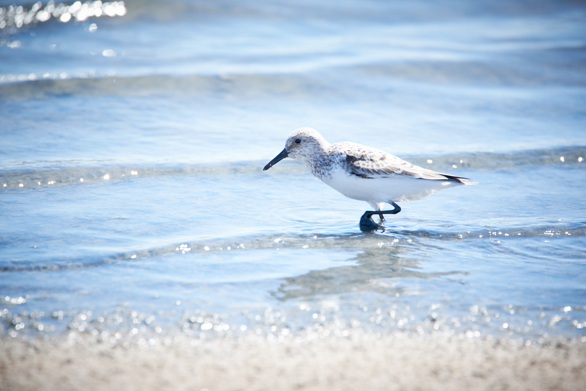 Juan Manuel Rosa Padilla - Juan Manuel Rosa_limicolas