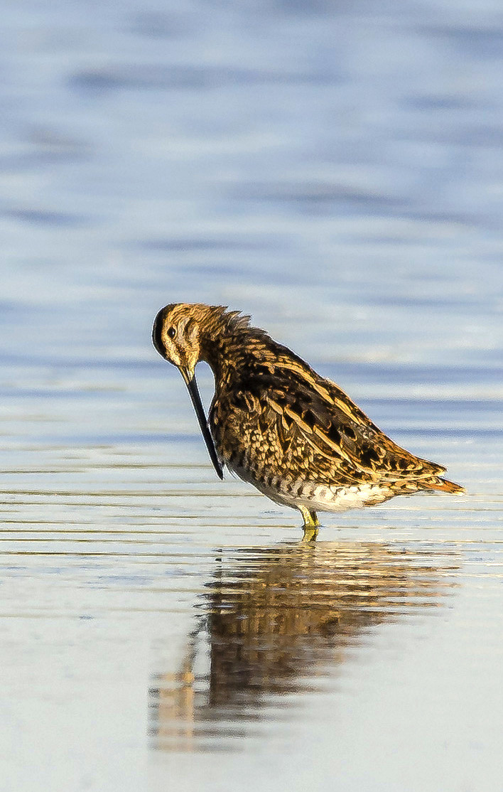 Manuel Suarez-concurso Diciembre 1