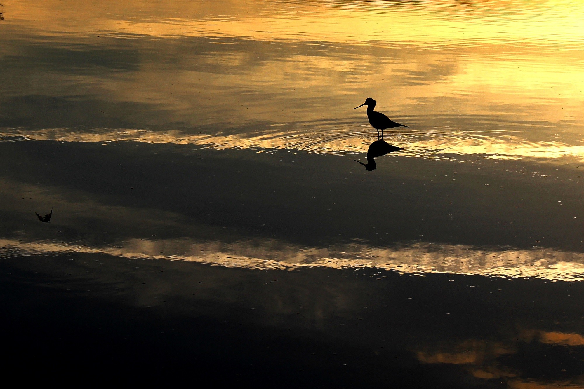 Mariano MAEZTU - #Concurso_Dic_Lim&iacute;colas_Mariano_ Maeztu_2