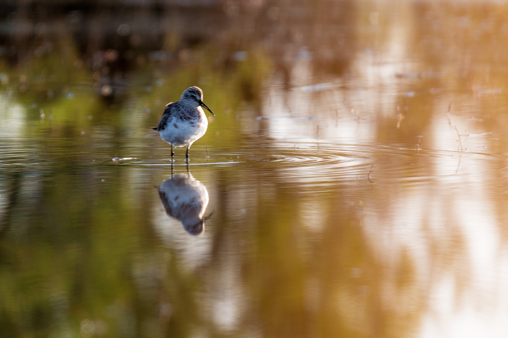 Mercedes Cuesta Mateo - MercedesCuesta_Diciembre_Limicolas_1