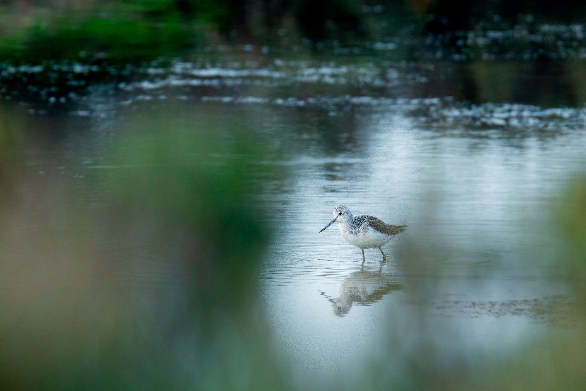 Mercedes Cuesta Mateo - MercedesCuesta_Diciembre_Limicolas_2