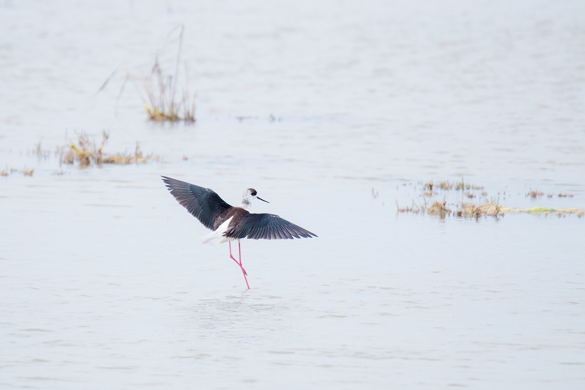 Mercedes Cuesta Mateo - MercedesCuesta_Diciembre_Limicolas_3