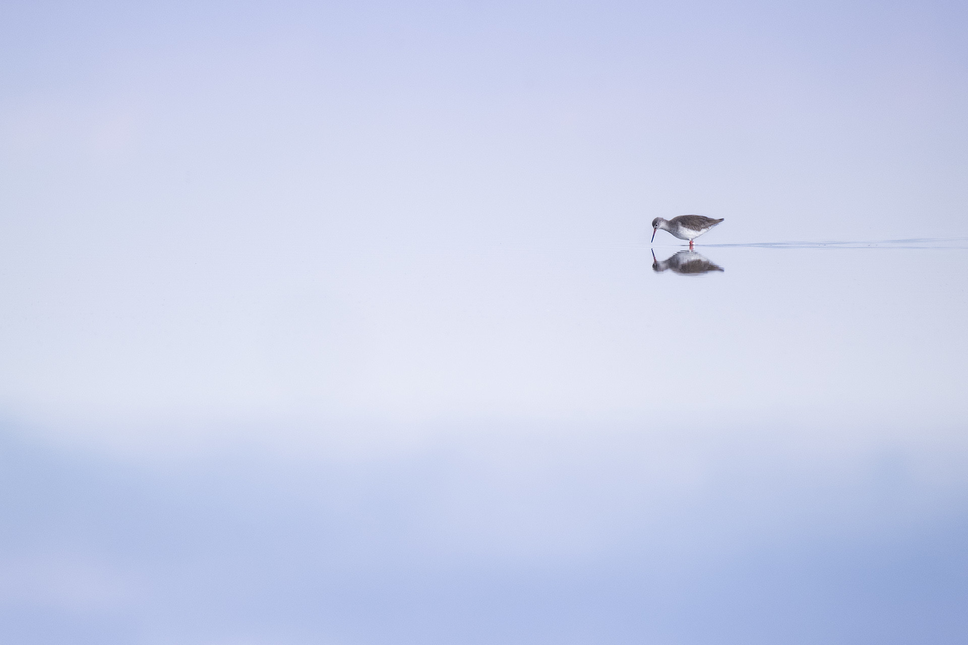 Web Agafona - ArturoM_ConcursoSociosLimicolas_