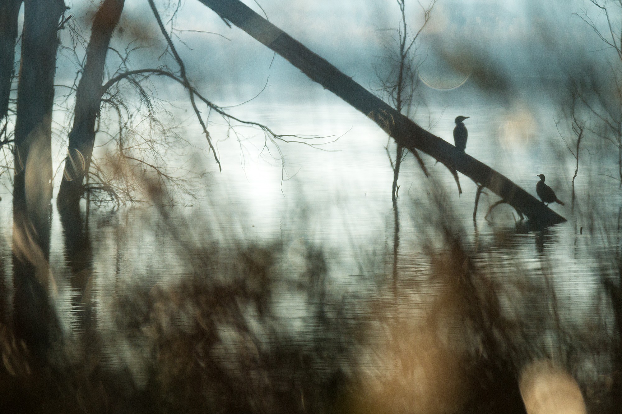 Mercedes Cuesta Mateo - MercedesCuesta_Febrero_Humedales_1