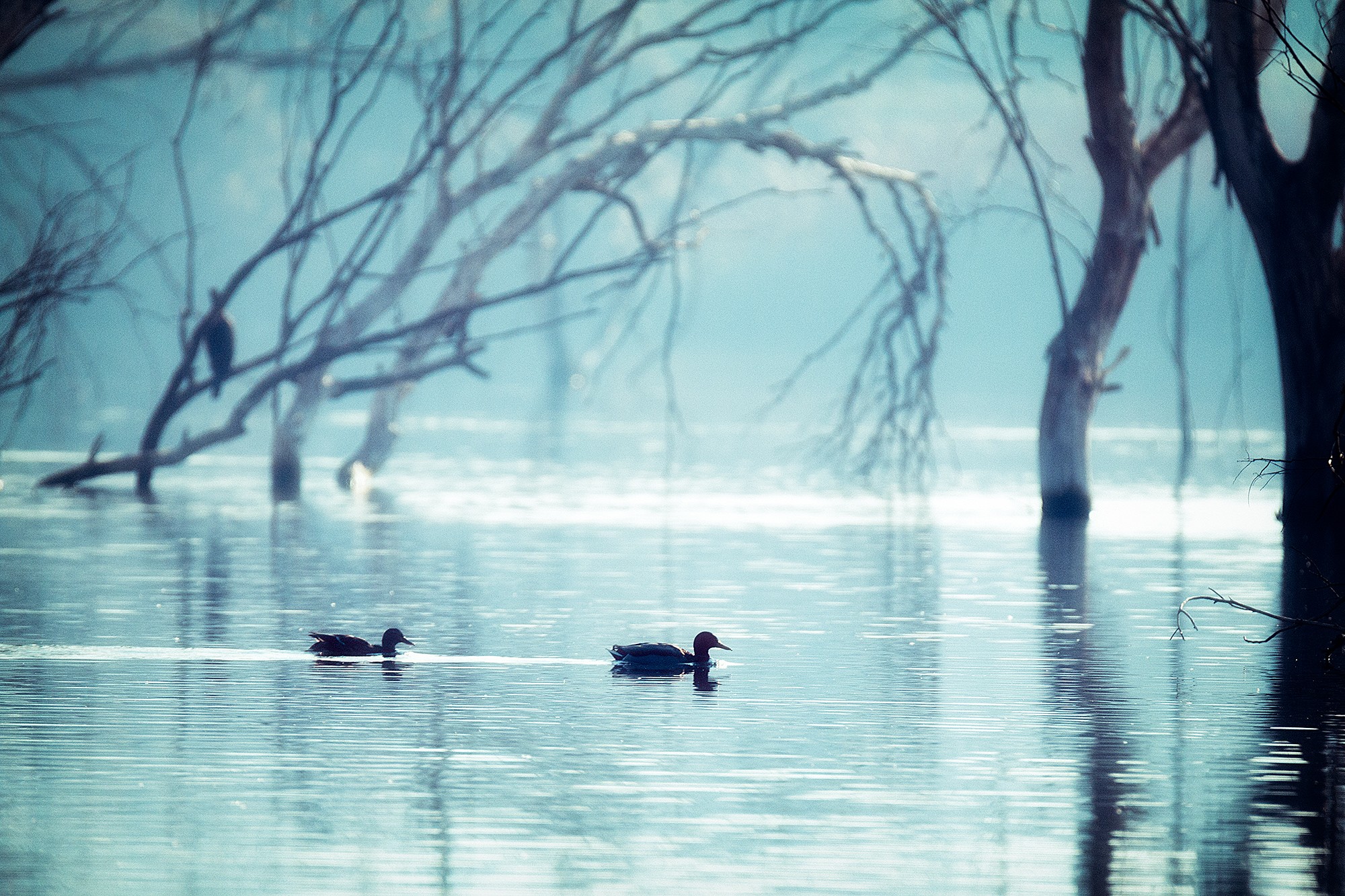 Mercedes Cuesta Mateo - MercedesCuesta_Febrero_Humedales_2