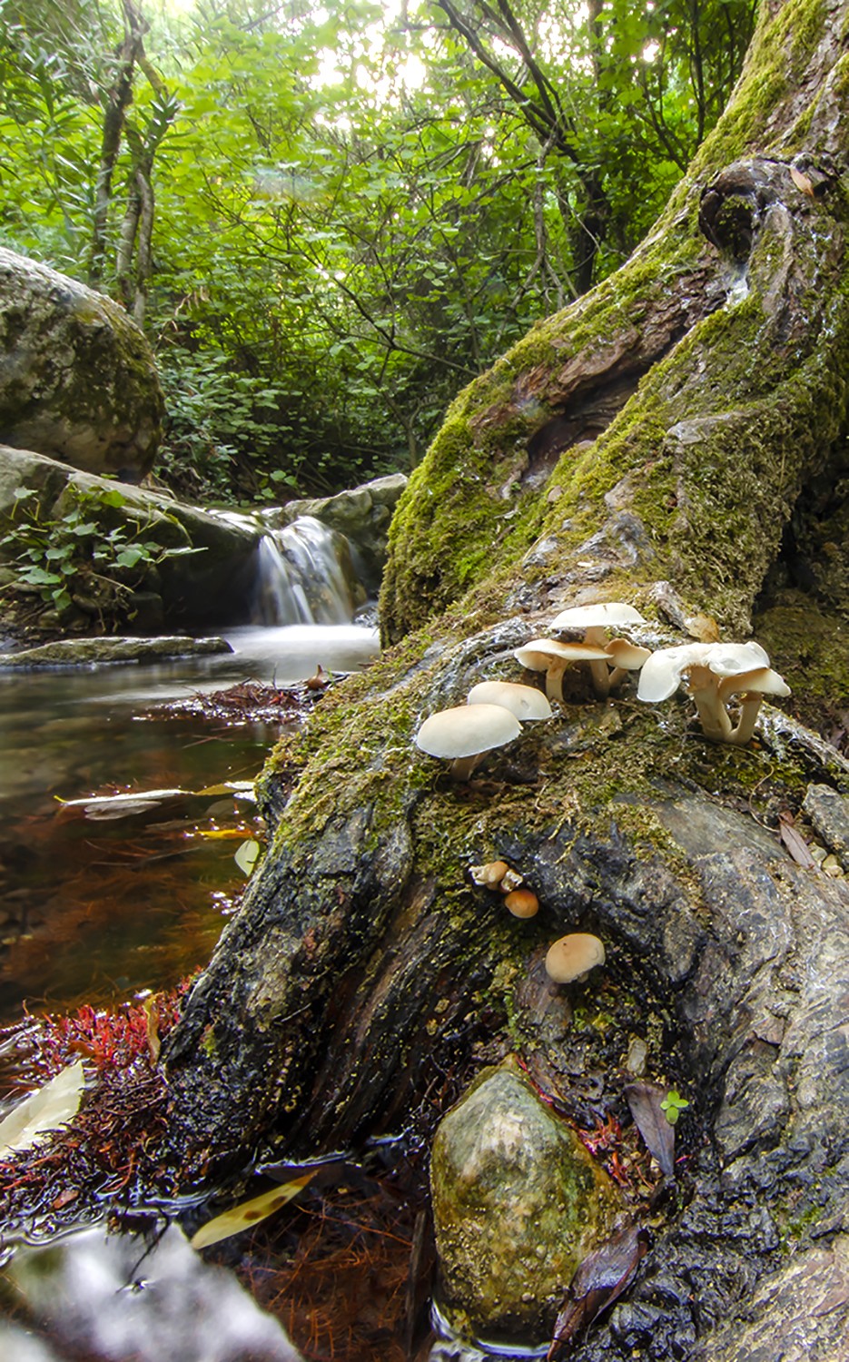 lolosuarez abril2020 a