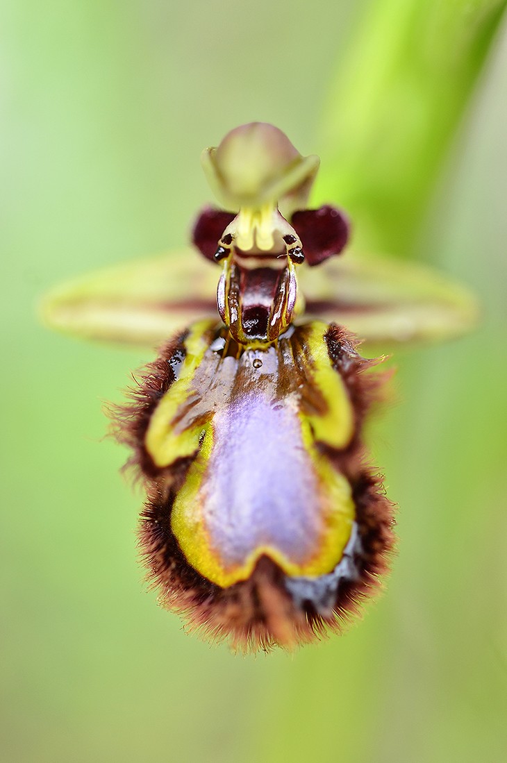 Concurso mayo. Orquídeas. Manuel Suárez 1