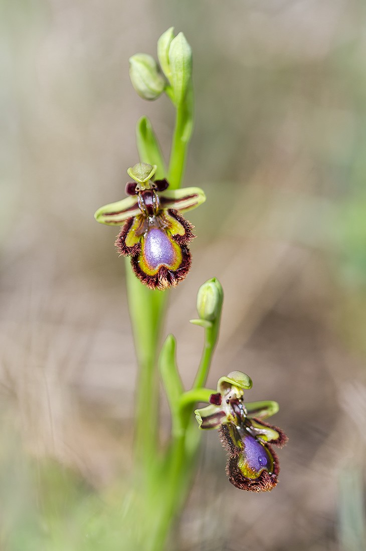 Concurso mayo. Orquídeas. Manuel Suárez 2