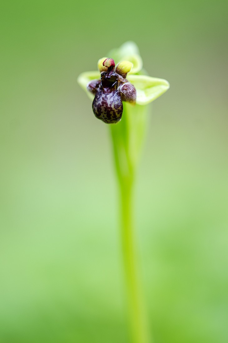 Concurso mayo. Orquídeas. Manuel Suárez 3