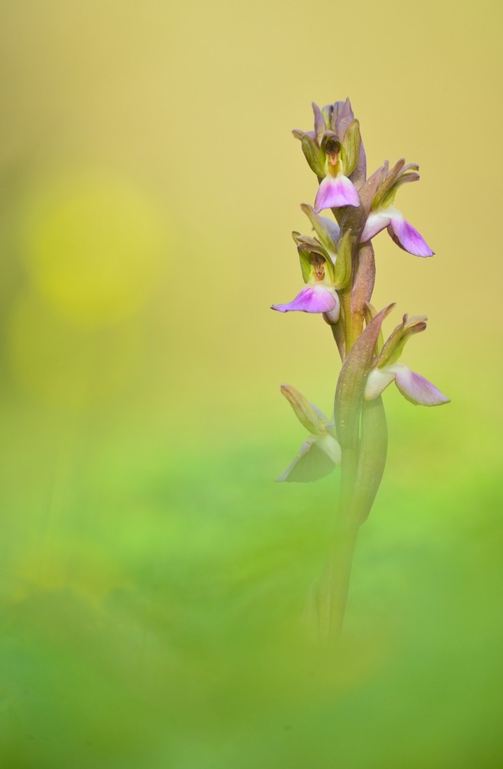david Moya Nuñez - David_Moya_Concurso_Mayo_Orquideas (1)
