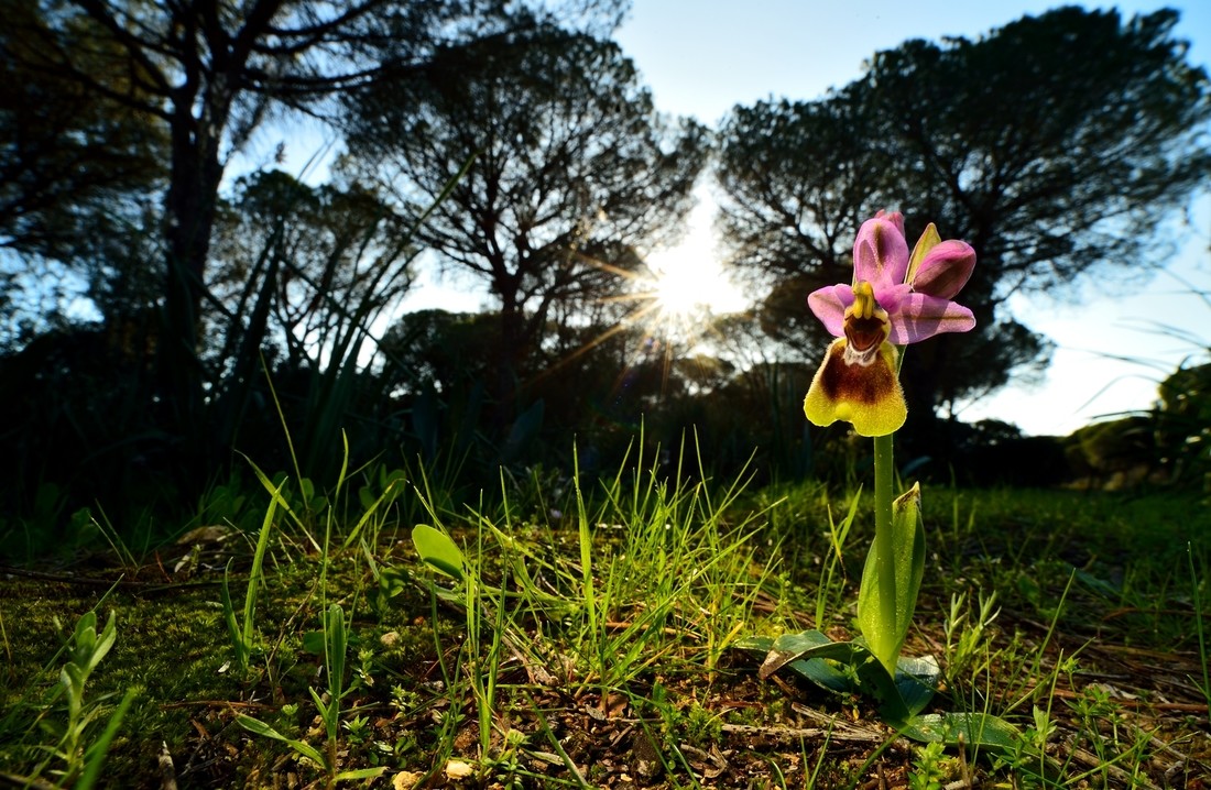 david Moya Nuñez - David_Moya_Nuñez_Concurso_Mayo_Orquideas (1)
