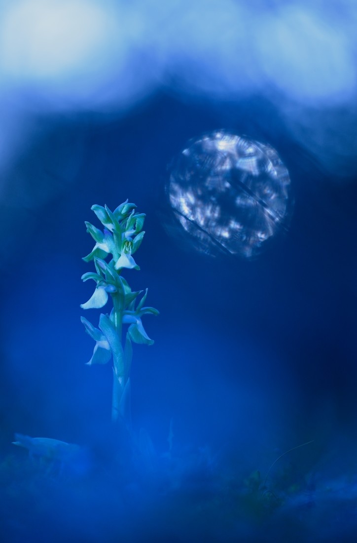 david Moya Nuñez - DavidMoya_Concurso-Mayo_Orquideas. (1)