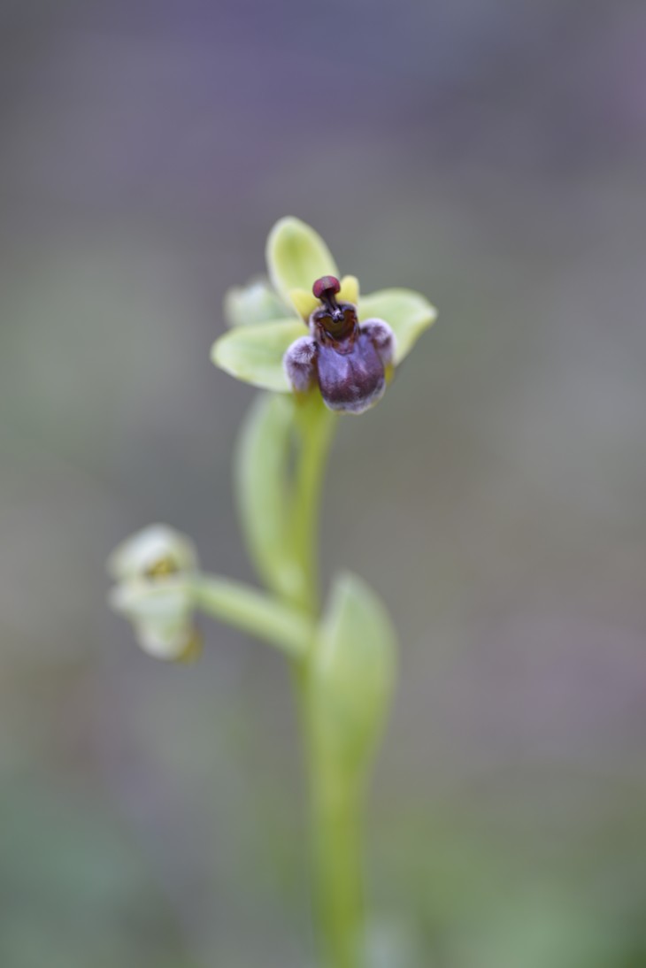 jose  diaz marin - concursomayo orquidias