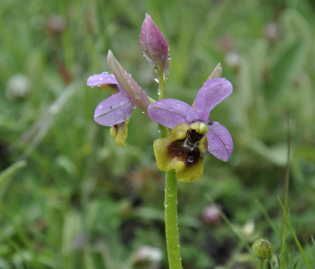 jose  diaz marin - concursomayoorquidias