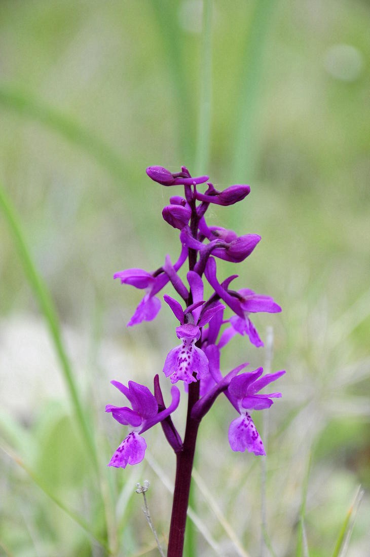 jose  diaz marin - concusomayoorquidias