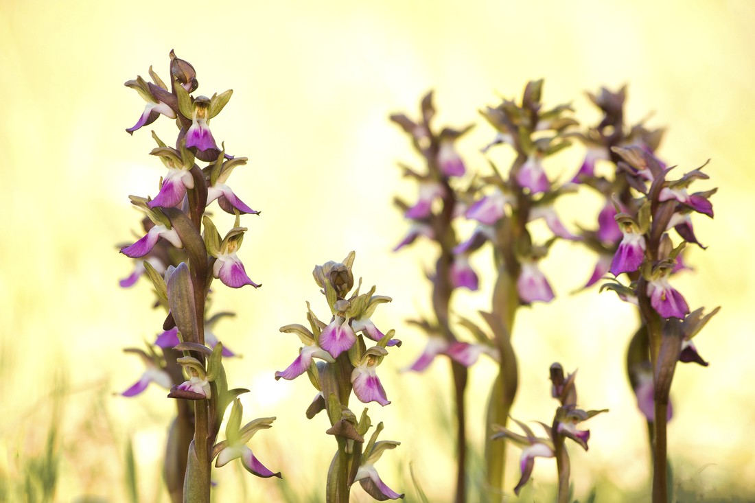 Manuel Antonio Aragón Medina - ManuelAragon_concursomayo_orquideas (1)