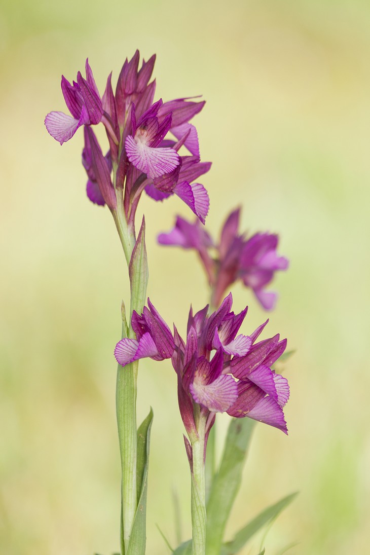 Manuel Antonio Aragón Medina - ManuelAragon_concursomayo_orquideas2
