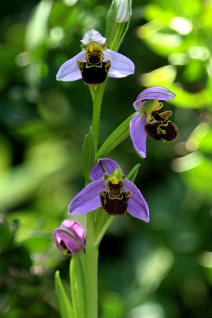 Mariano Maeztu - #Concurso_Mayo_Orquídeas_Mariano_Maeztu_1