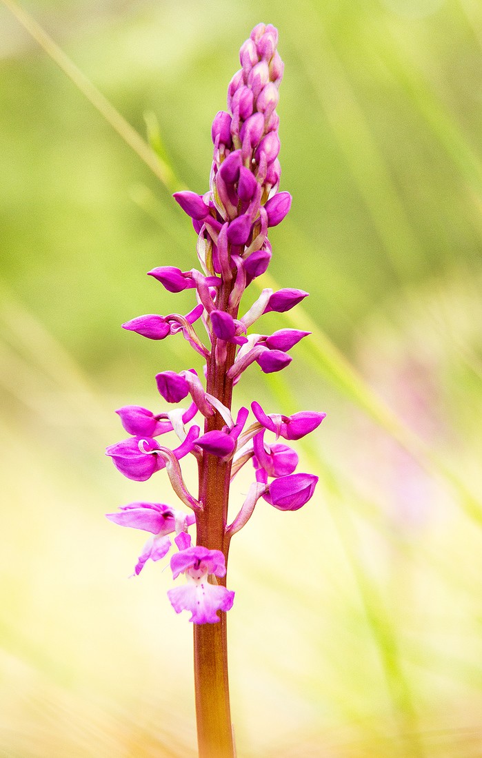 Mercedes Cuesta Mateo - MercedesCuesta_Mayo_orquideas_1 (1)