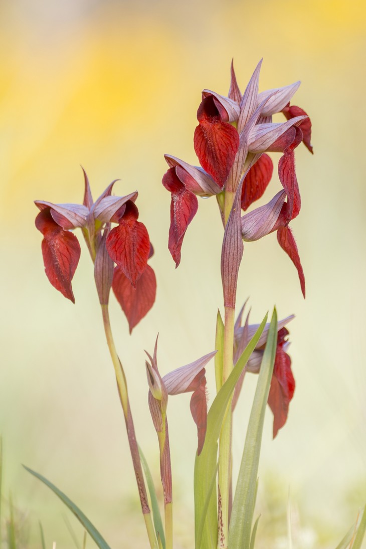 Pablo Barrena - PabloBarrena_ConcursoMayoOquideas1 (1)