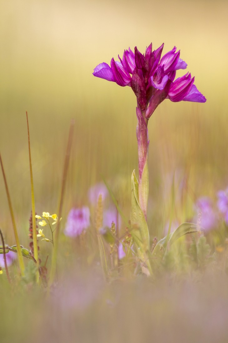 Pablo Barrena - PabloBarrena_ConcursoMayoOquideas2