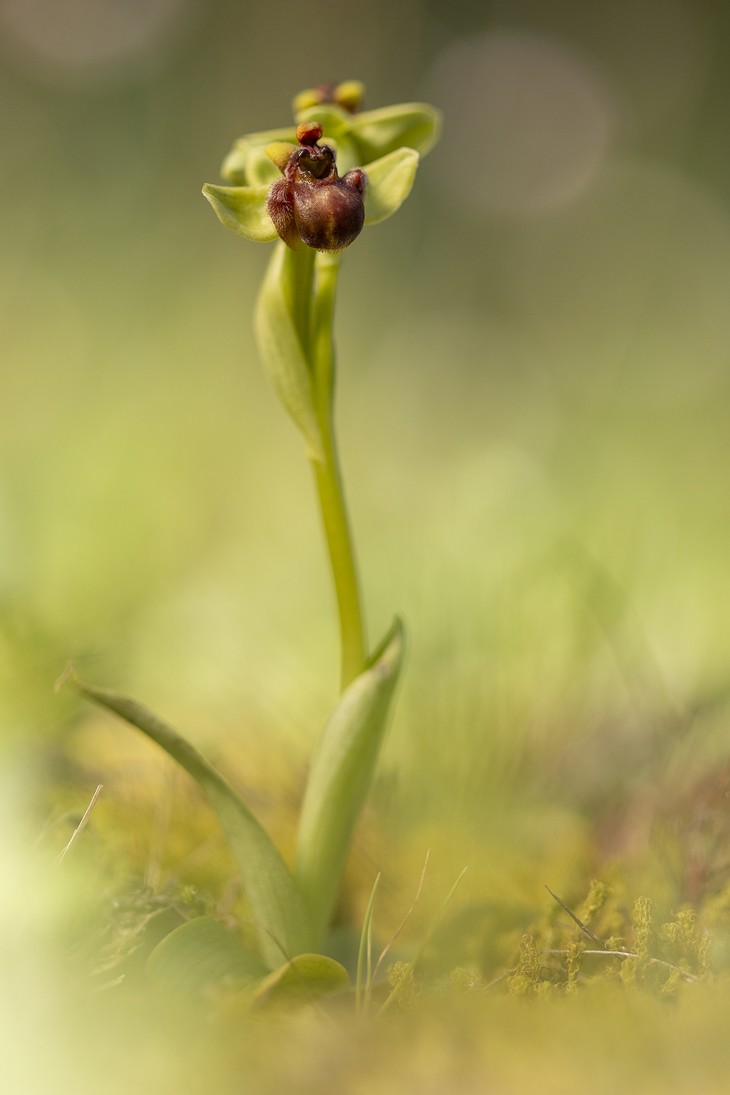Pablo Barrena - PabloBarrena_ConcursoMayoOquideas3 (1)