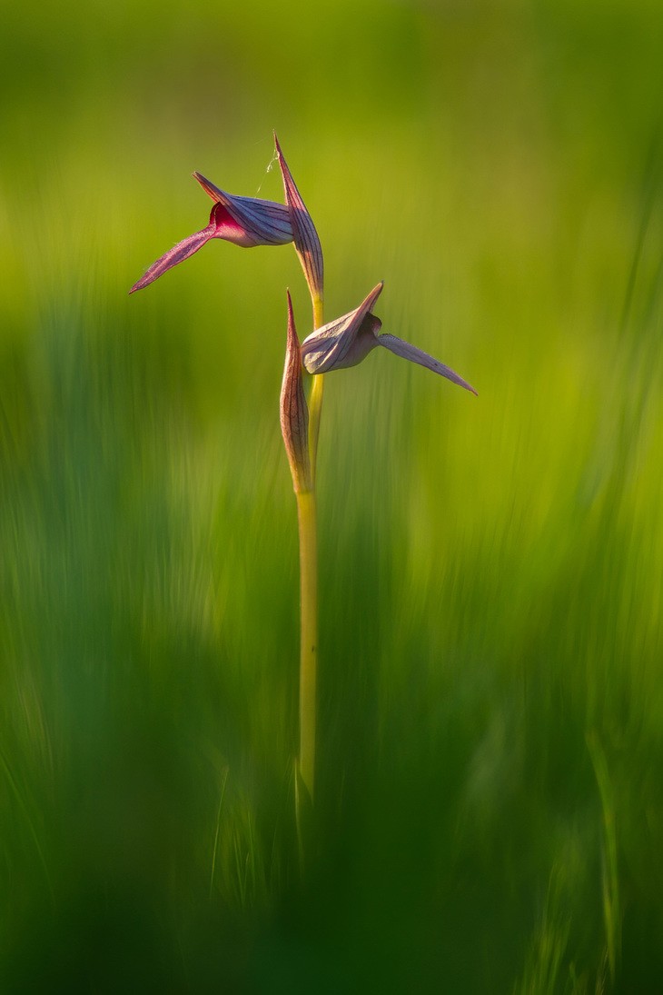 Sergio Mestre - Sergiomestre_ConcursoMayoOrquídeas2 (1)