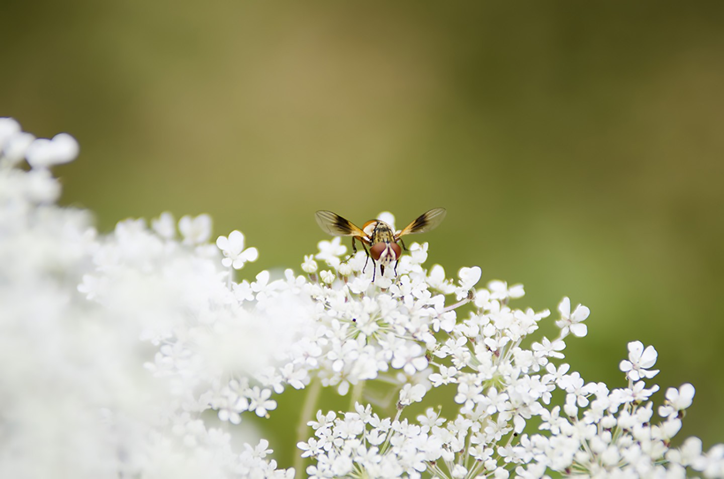 14520412004_fa8681827e_o