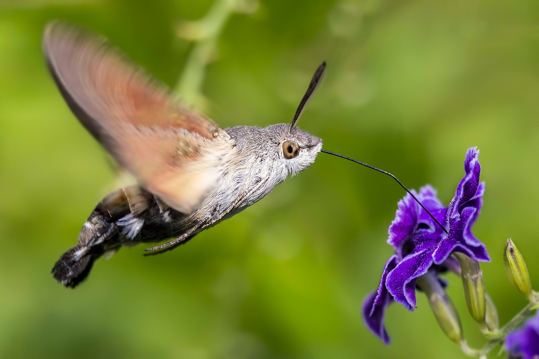 Antonio Benítez Paz - Esfinge Colibrí_Polinizadores_AntBenítezPaz