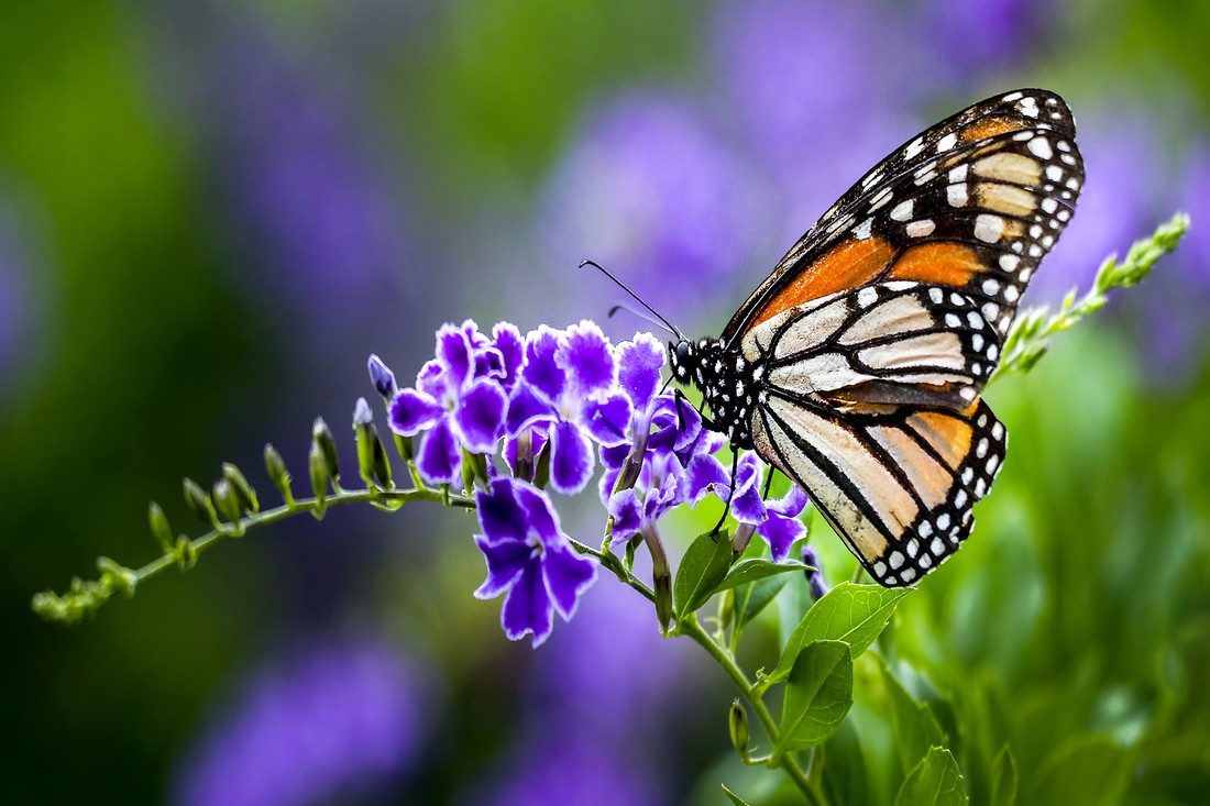 Antonio Ben&iacute;tez Paz - Mariposa Monarca_Polinizadores_AntBen&iacute;tezPaz