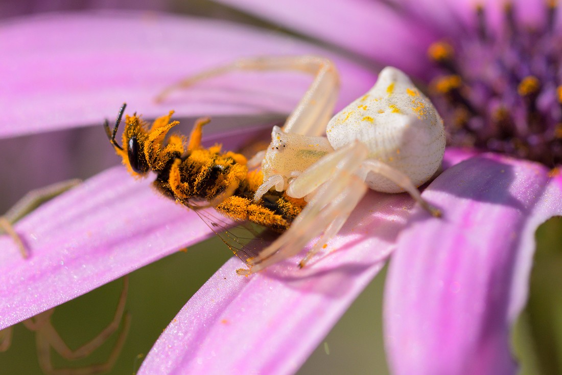 daniel roman arenas - danielroman_concursojuniopoli_1