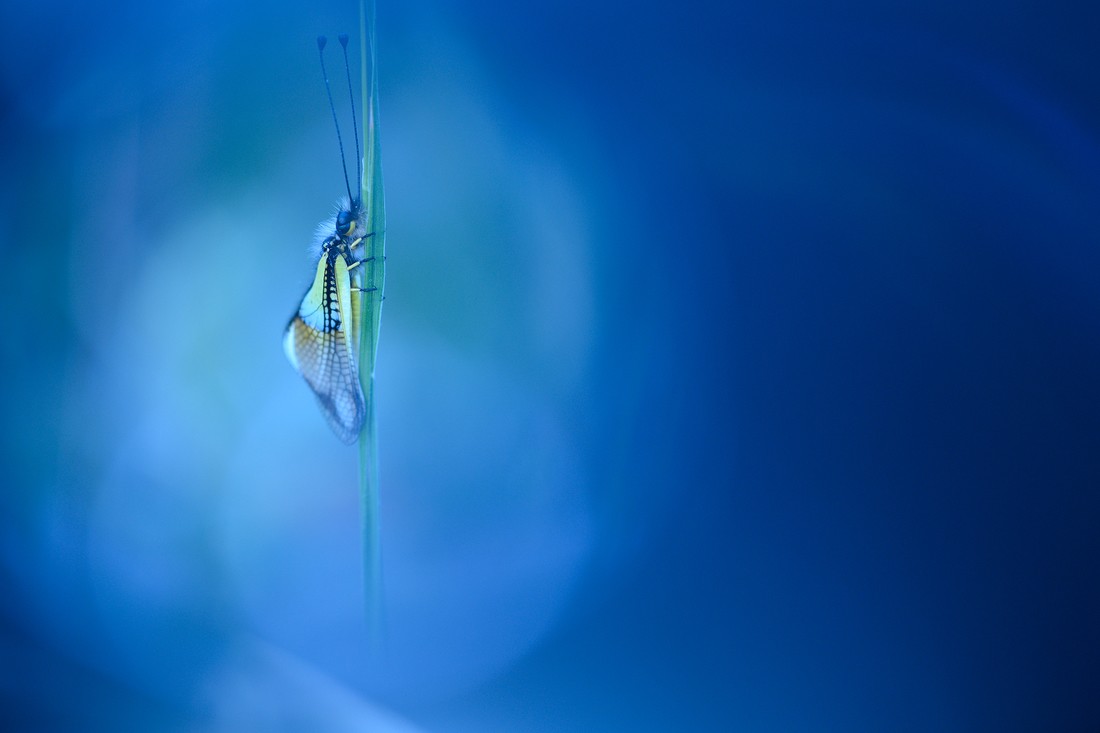 daniel roman arenas - danielroman_concursojuniopoli_2