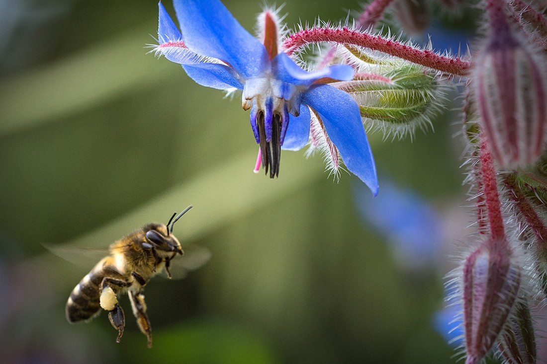 Jes&uacute;s Carmona Guill&eacute;n - Polinizadores(concurso mes). Jesus Carmona_abeja