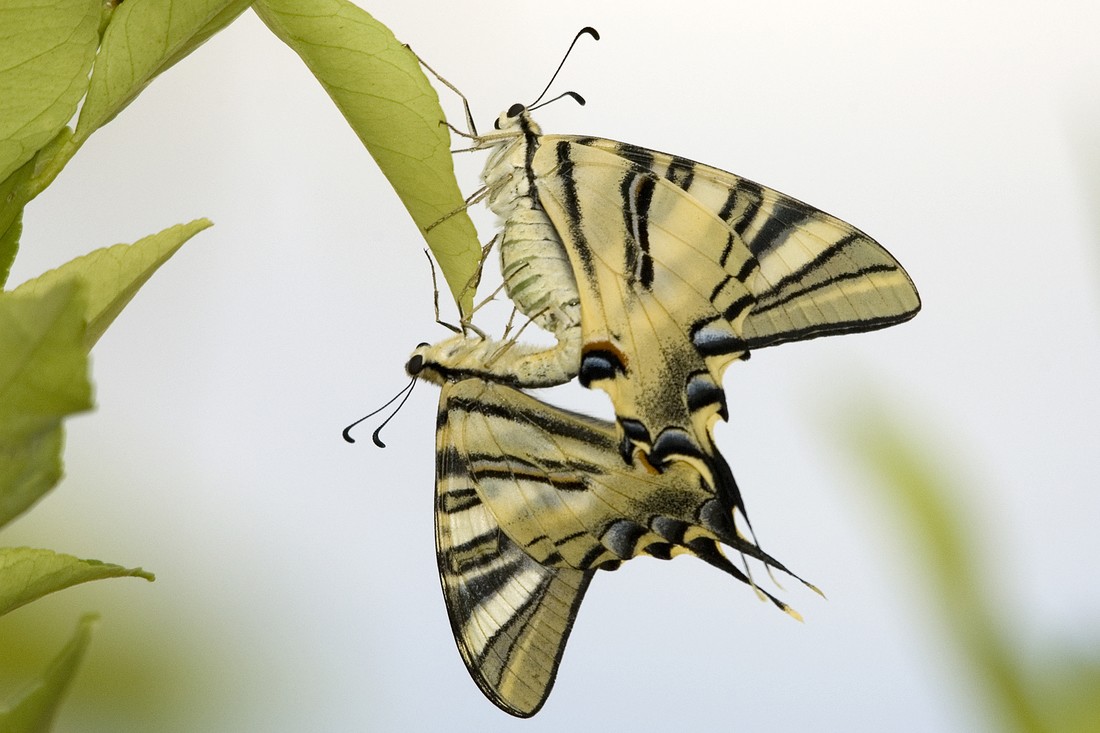 Jos&eacute; Soria Luna - PepeSoria-Junio2020-Polinizadores 1