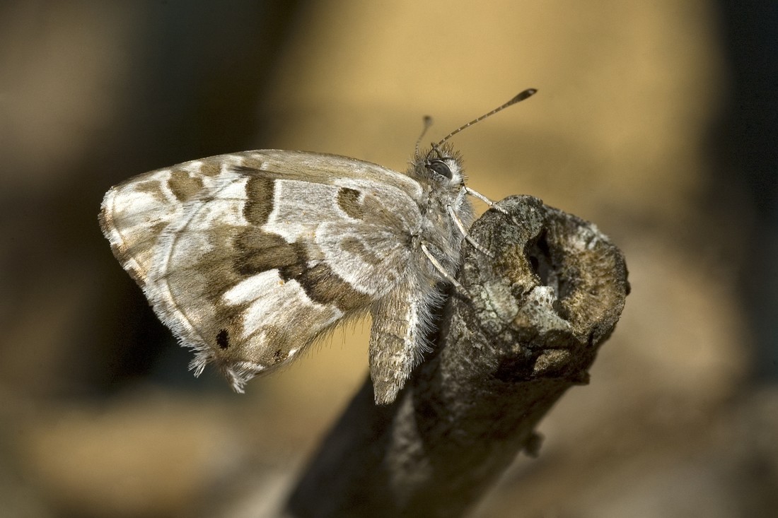 Jos&eacute; Soria Luna - PepeSoria-Junio2020-Polinizadores 2